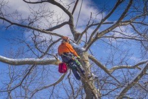 Landscaping Tree Felling Services